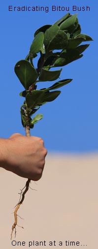 Eradication of Bitou Bush - One plant at a time...